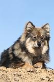 CHIEN FINNOIS DE LAPONIE 020